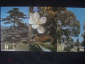 Никитский ботанический сад. Набор открыток 15 шт. 1972 г. - вид 3