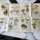 Книги о грибах . Цена указана за 1 книгу . В наличии 2 книги 